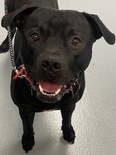SHADOW - Pit Bull Terrier available for adoption