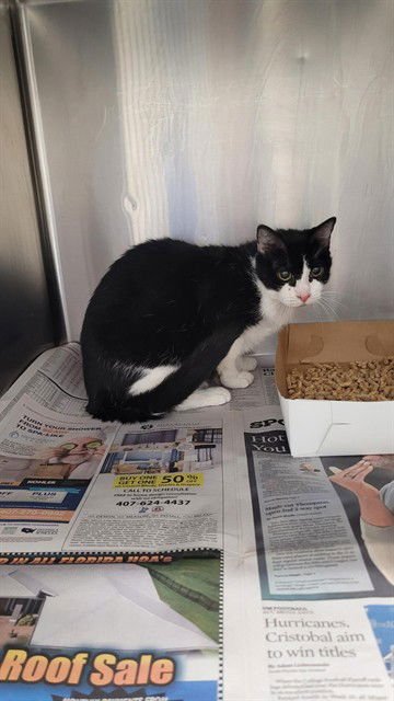 NEBULAE - Domestic Short Hair available for adoption