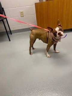 SKYE - Boston Terrier available for adoption