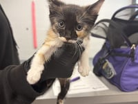 BUTTERCUP - Photo 1