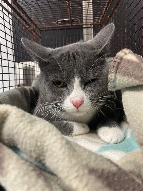 DIOR - Domestic Short Hair available for adoption