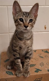 ODIN - Photo 1