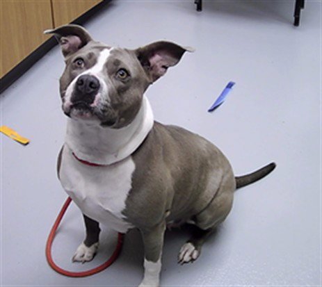 MILLIE - Pit Bull Terrier available for adoption