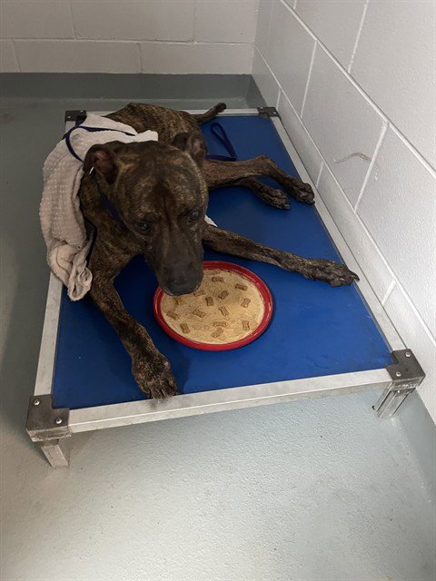 TOBY - Pit Bull Terrier available for adoption