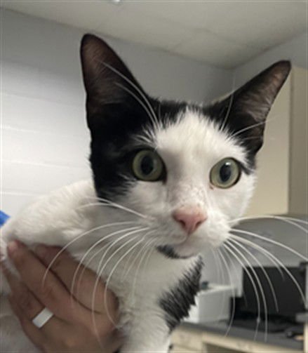 LOVE - Domestic Short Hair available for adoption