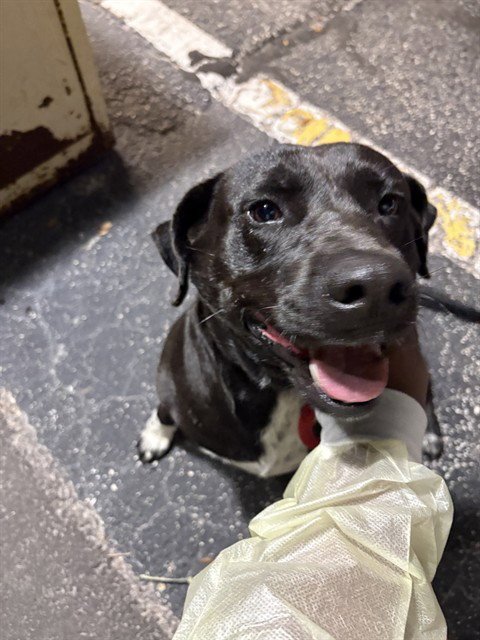 BERRY - Pit Bull Terrier available for adoption