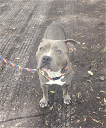 BUBBLES - Pit Bull Terrier available for adoption
