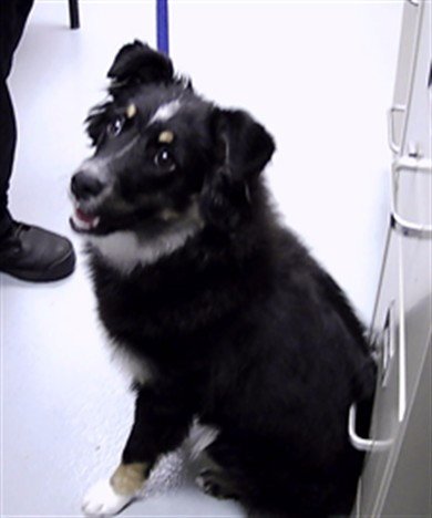 LASSIE Image
