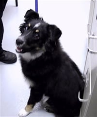 LASSIE - Photo 1