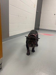CHA CHA - French Bulldog available for adoption