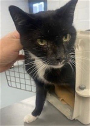 VINCE - Domestic Short Hair available for adoption