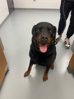 ROSIE - Rottweiler available for adoption