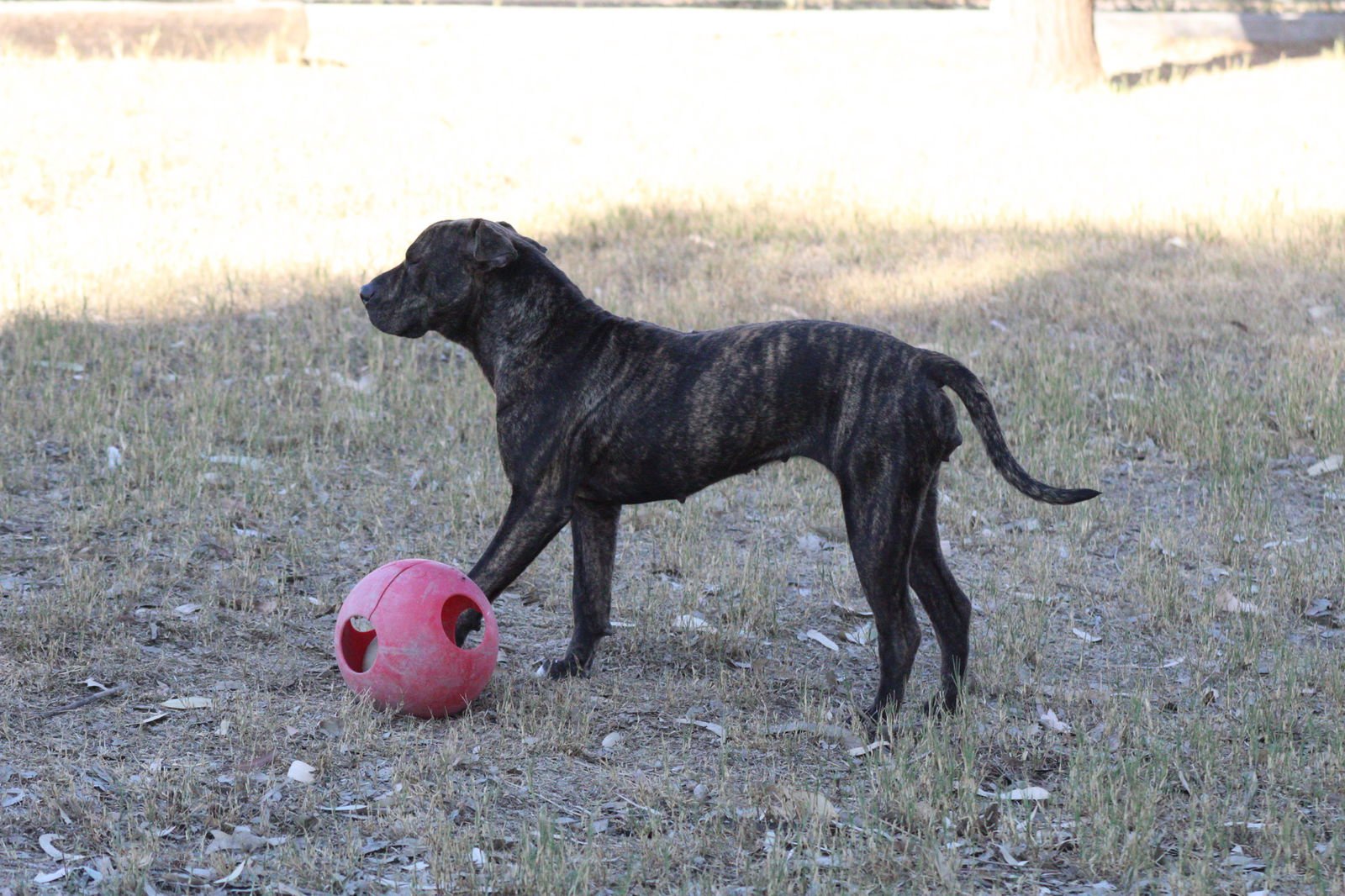 MOCHI - Shar Pei / Pit Bull Terrier available for adoption