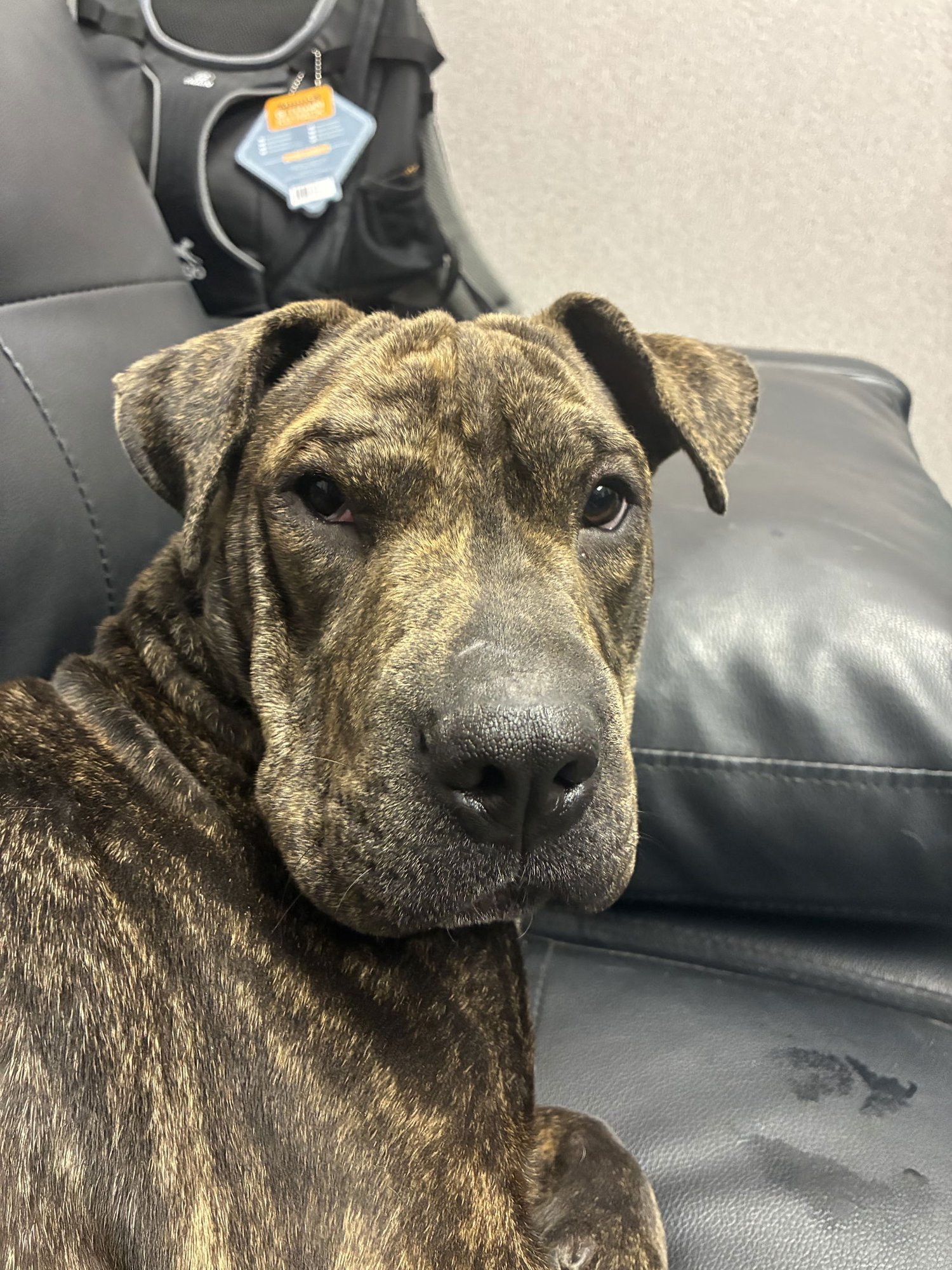 MOCHI - Shar Pei / Pit Bull Terrier available for adoption