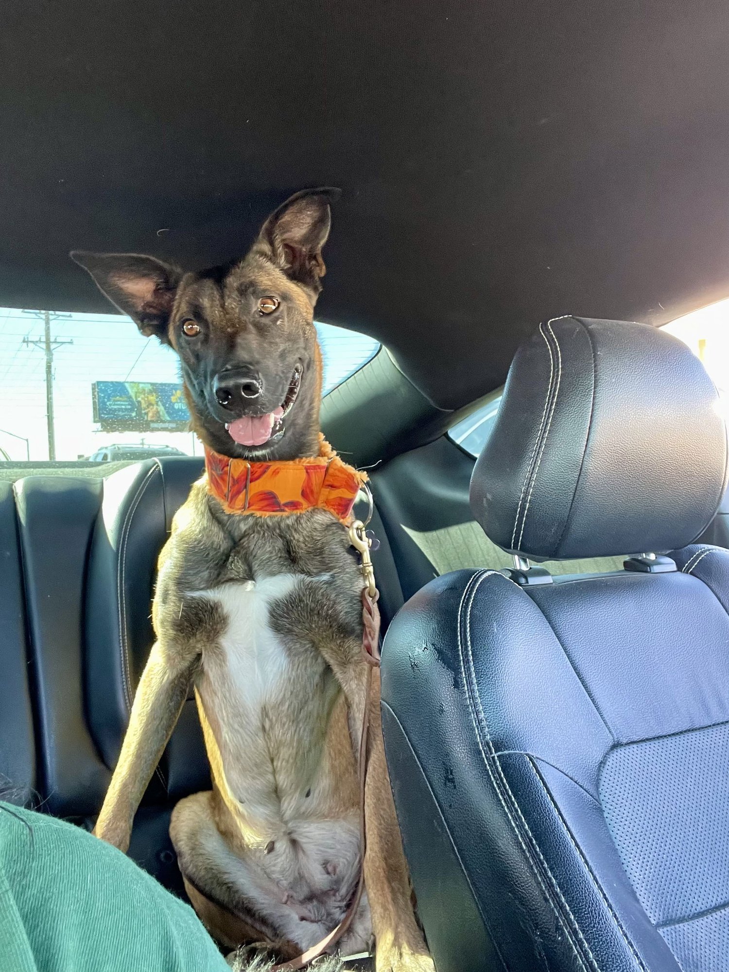 PSYCHO - Belgian Shepherd Malinois available for adoption