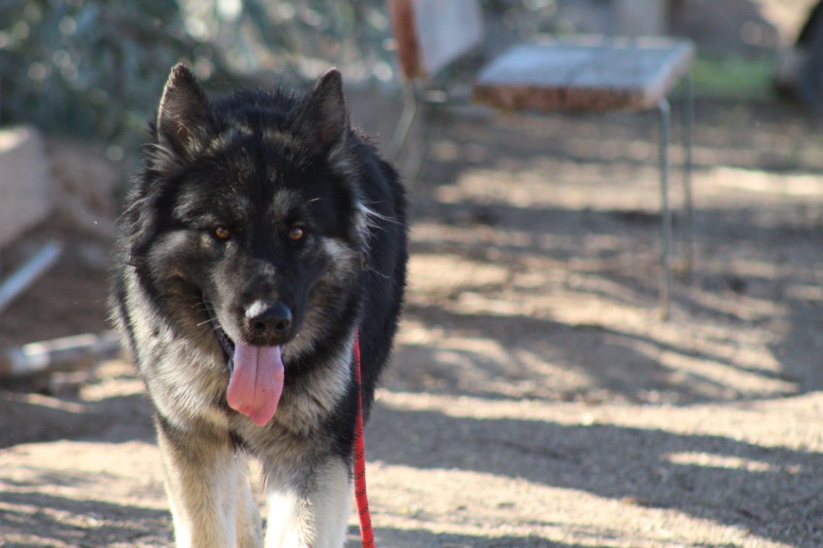 RINGO - Shepherd / Husky available for adoption