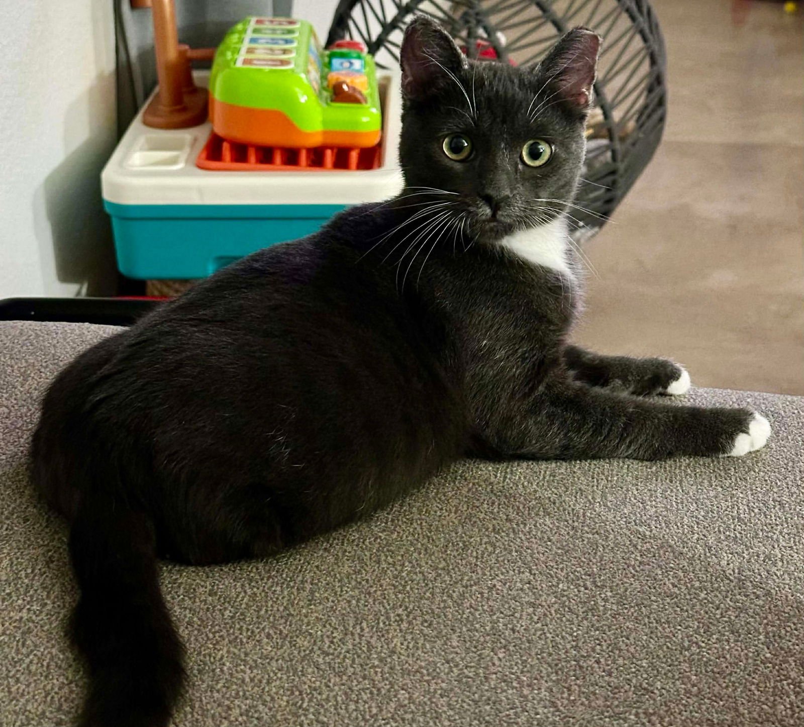 MANITAS - Domestic Short Hair available for adoption