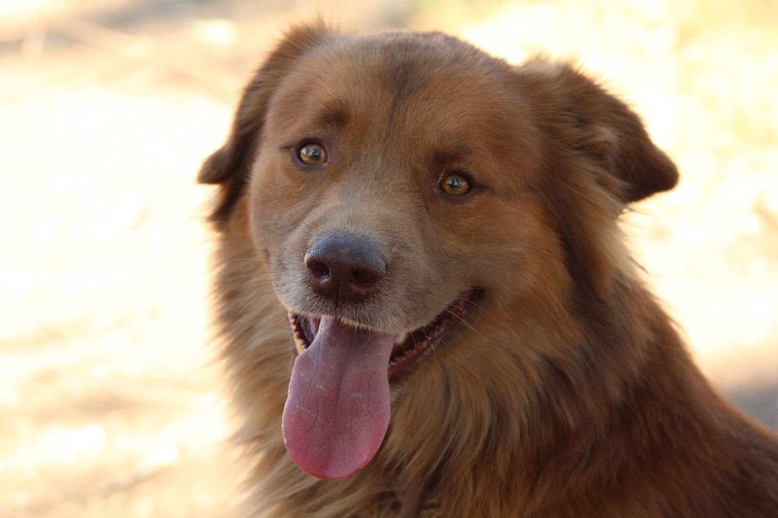 CARMINE - Golden Retriever available for adoption