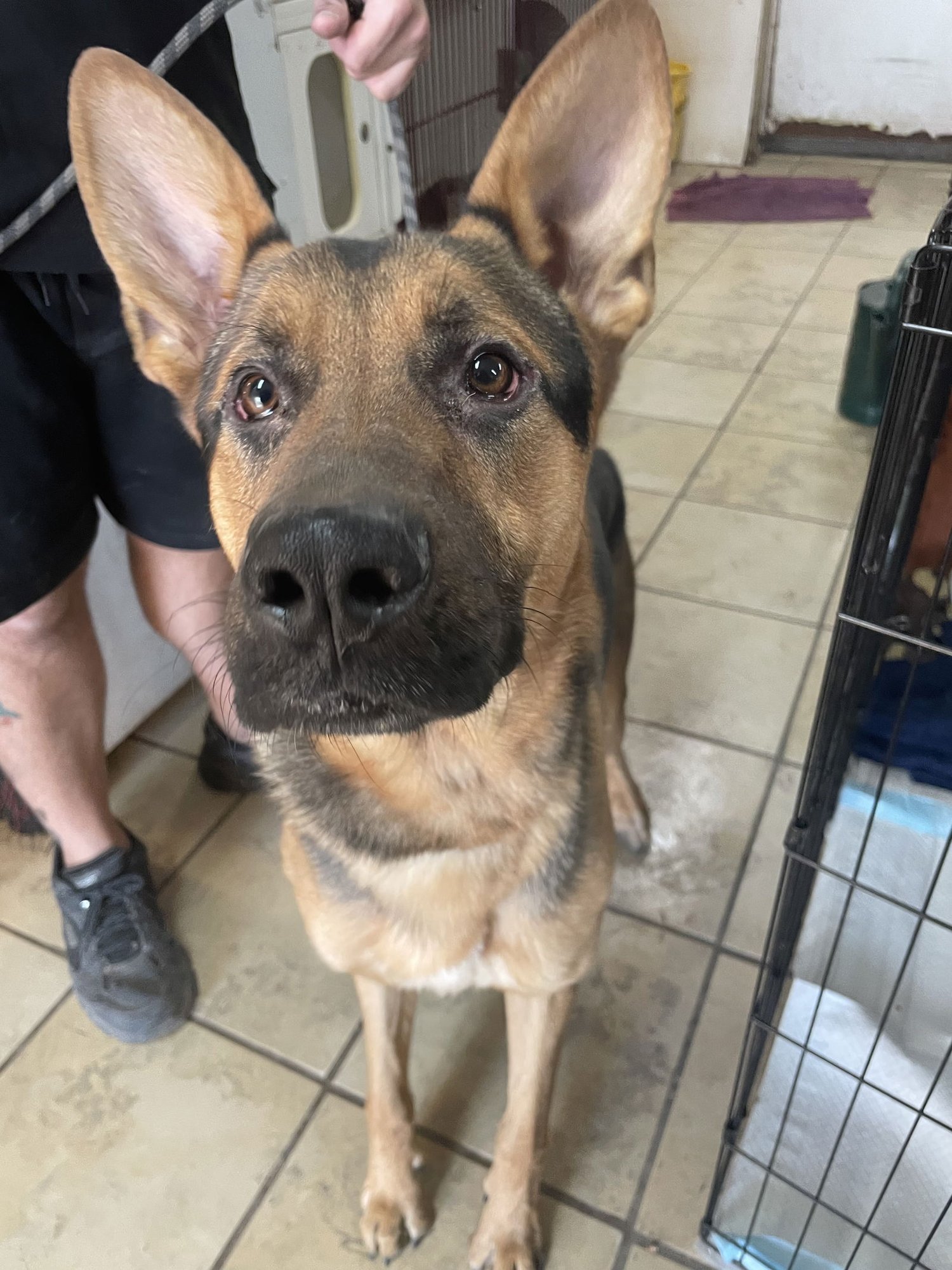 TED - German Shepherd Dog available for adoption