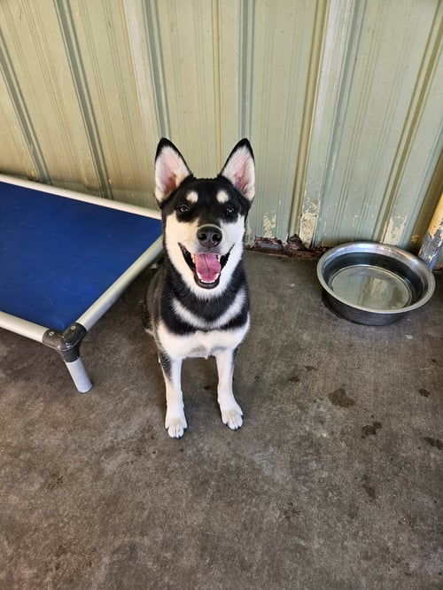 JEMMA - Husky / Shiba Inu available for adoption