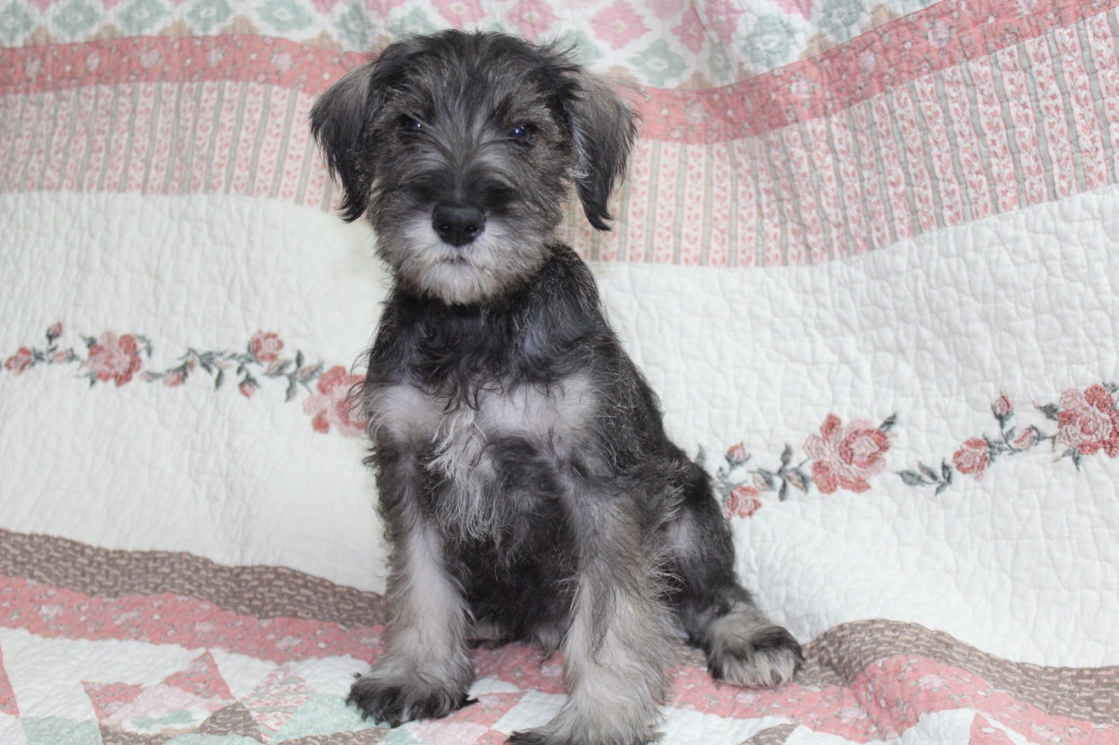 MILTON - Miniature Schnauzer available for adoption