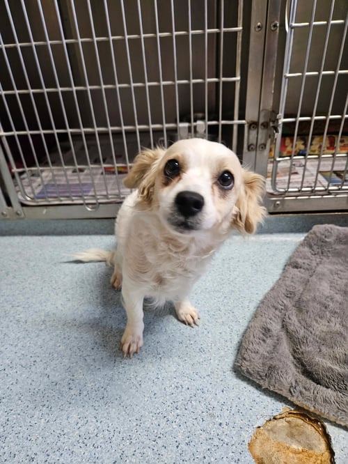 BEATRIZ - Spaniel available for adoption