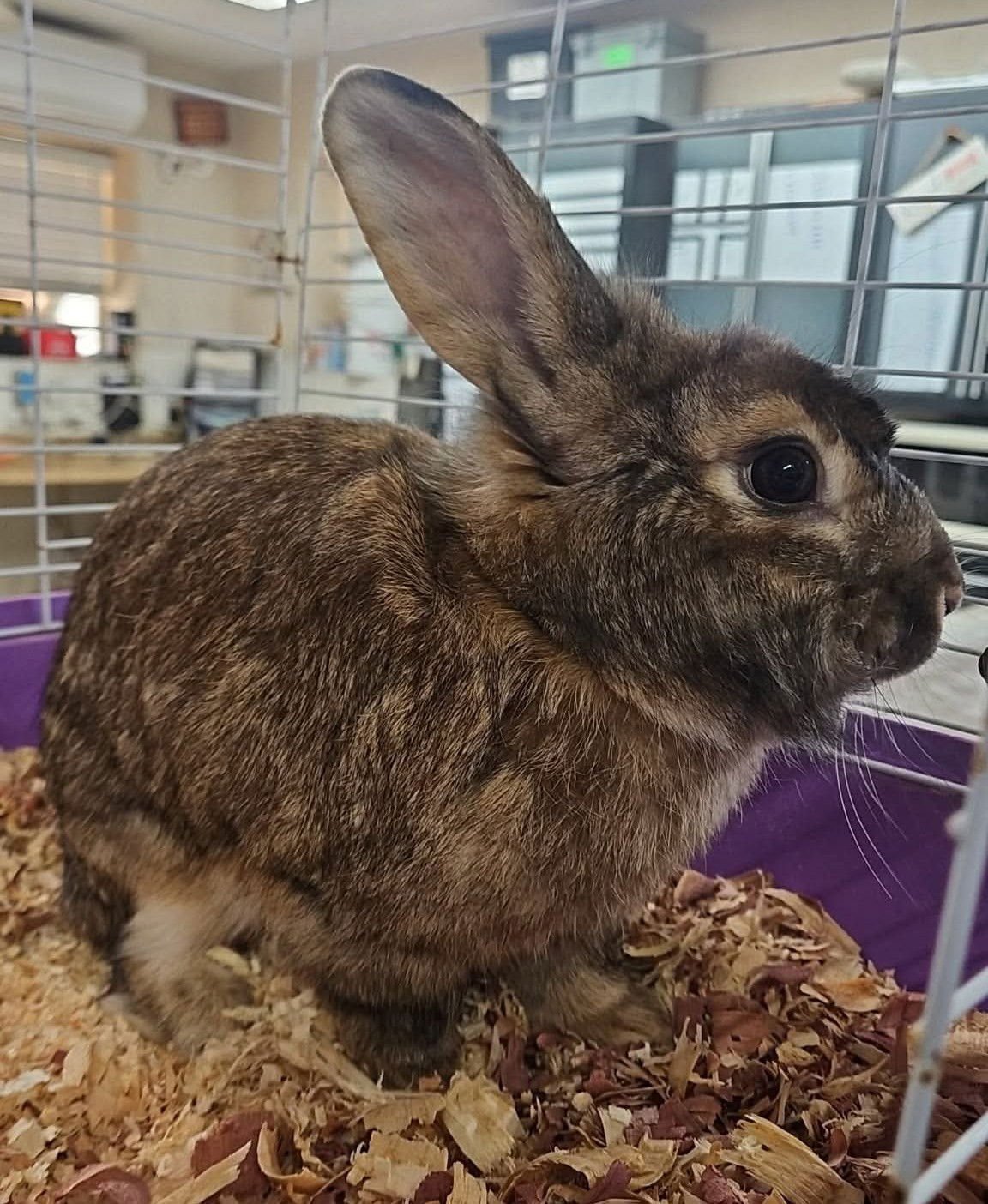 LIONEL - Lionhead available for adoption