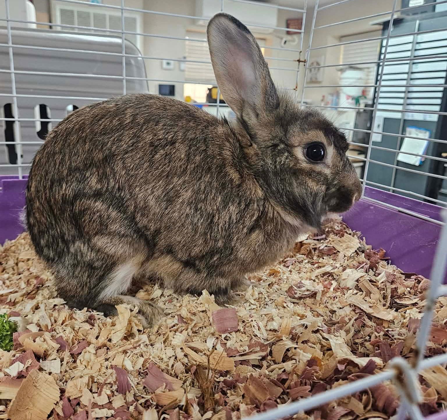 LIONEL - Lionhead available for adoption