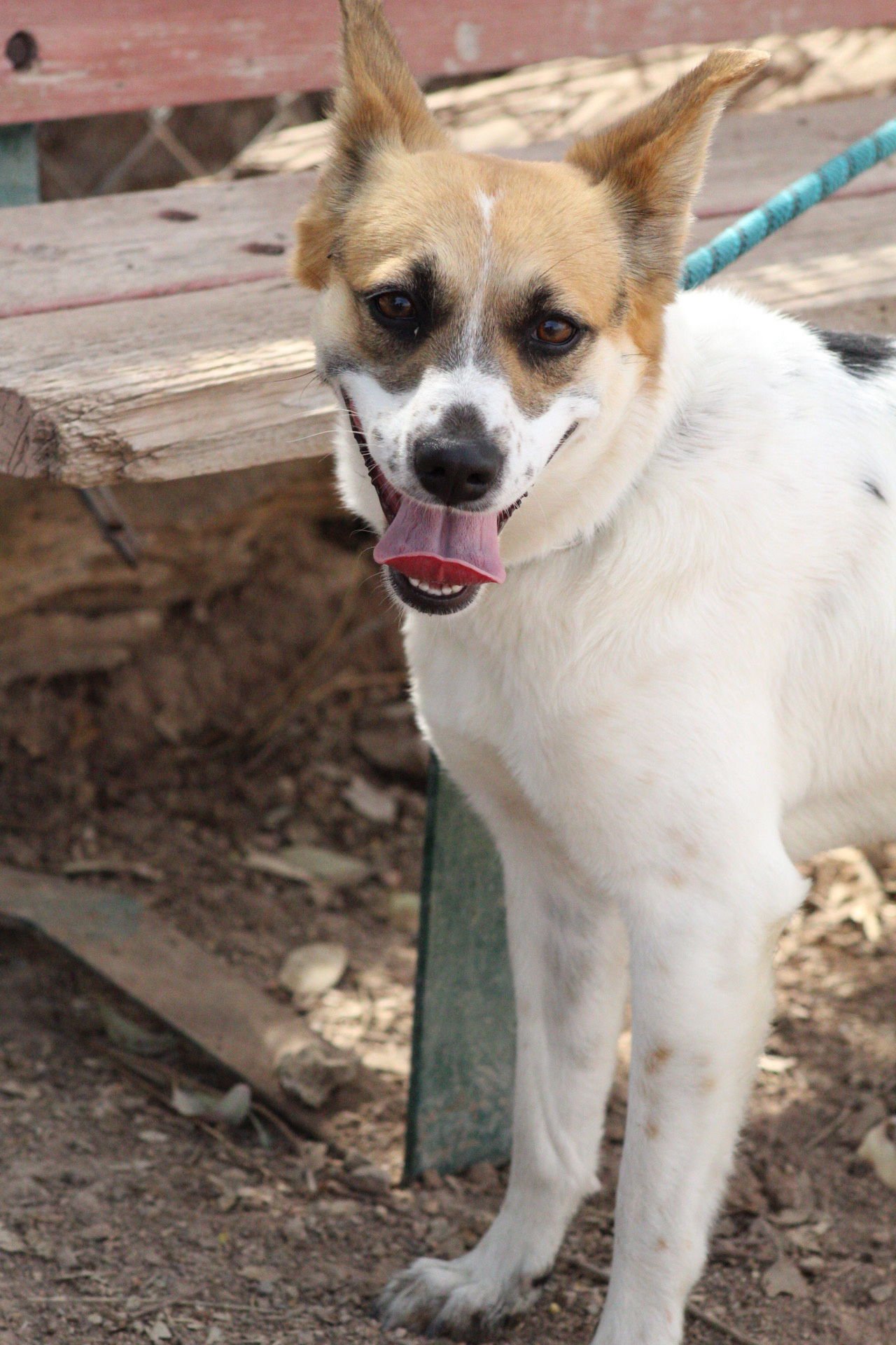 DELIA - Queensland Heeler / Jack Russell Terrier available for adoption