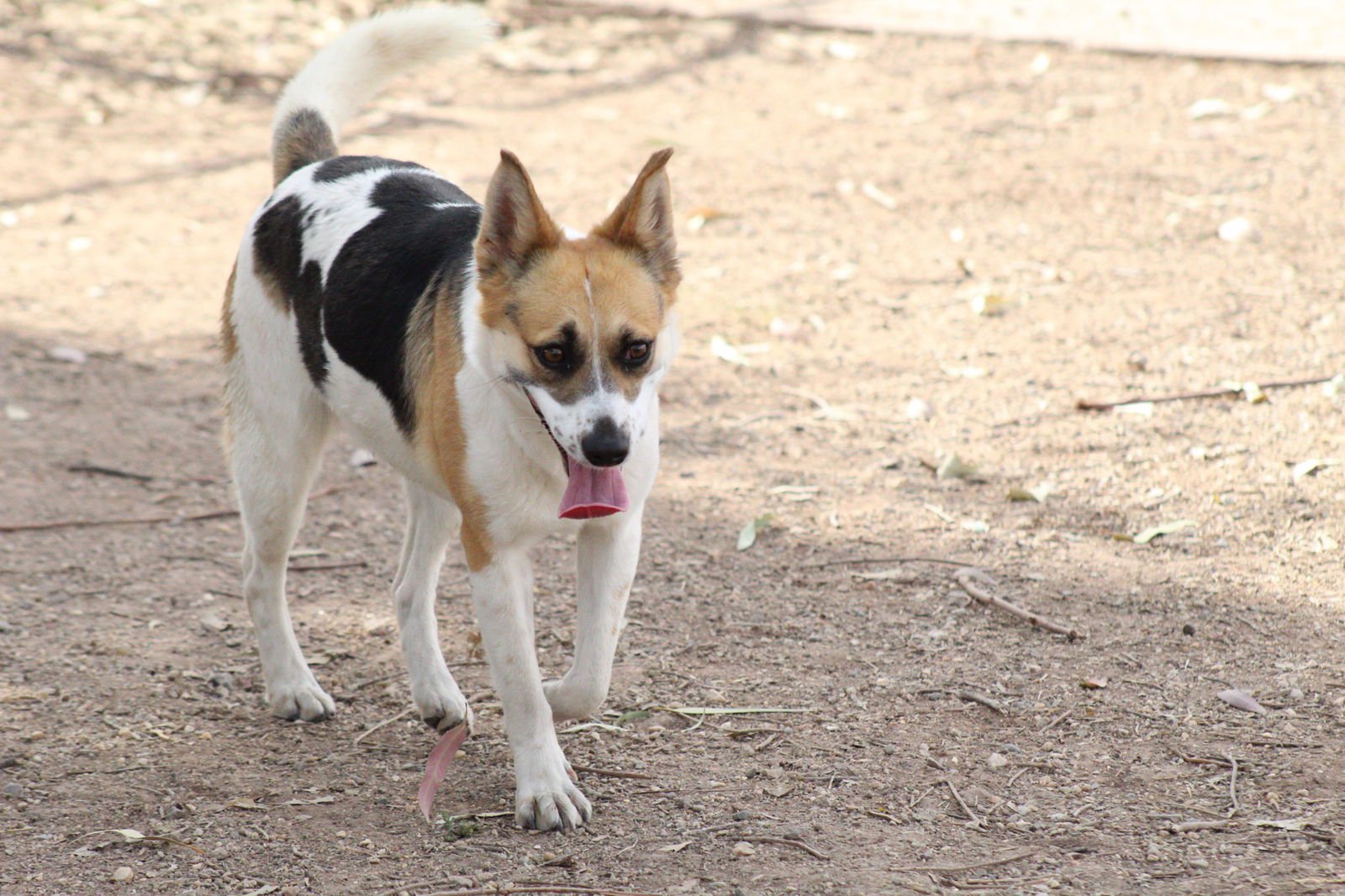 DELIA - Queensland Heeler / Jack Russell Terrier available for adoption