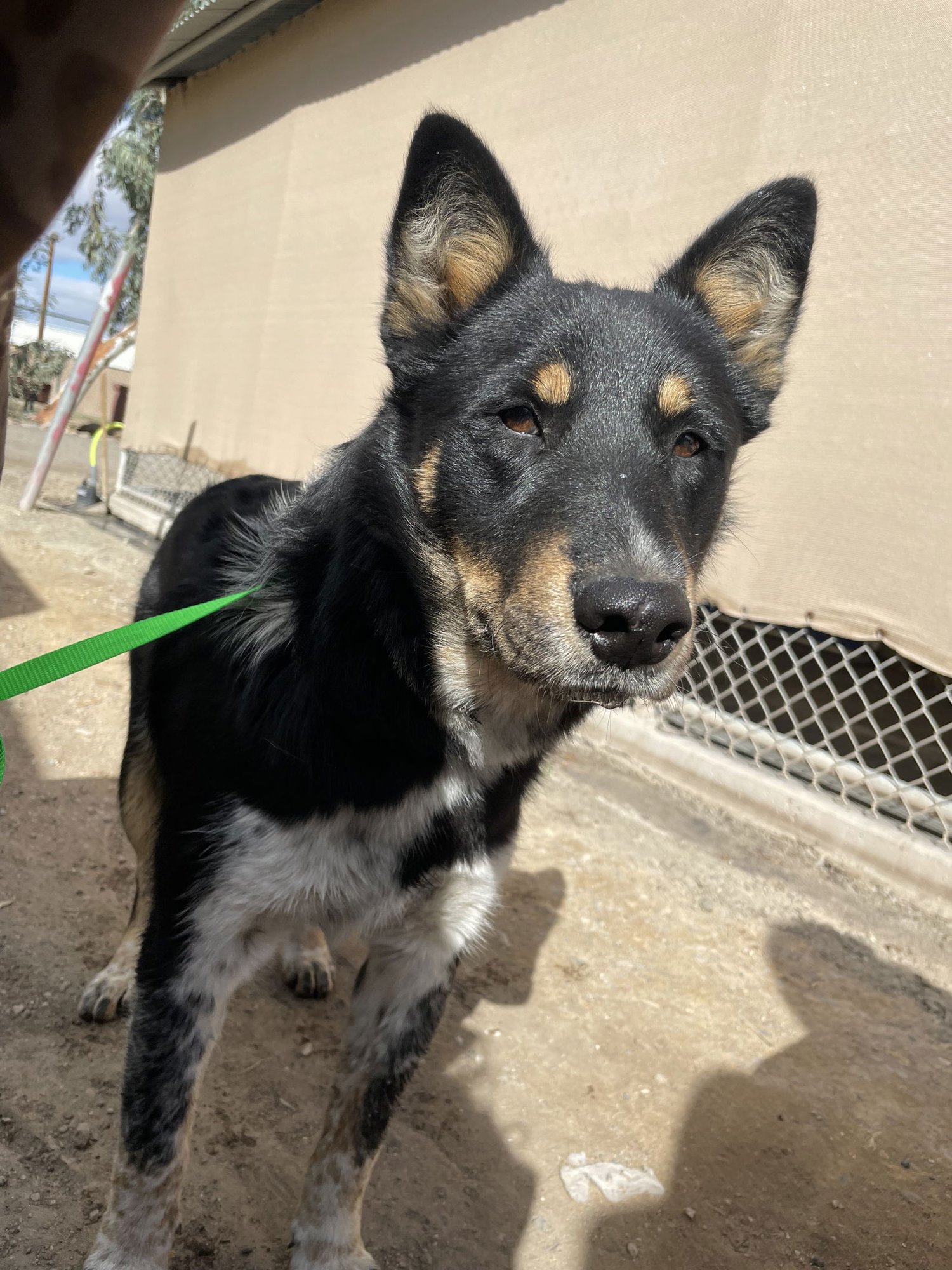 SCOOTER - Border Collie / Queensland Heeler available for adoption