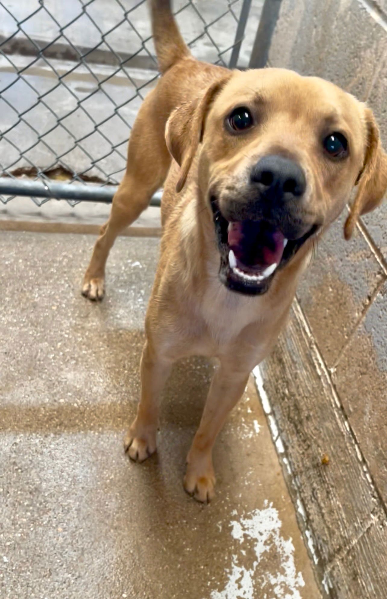 LUKE - Beagle available for adoption