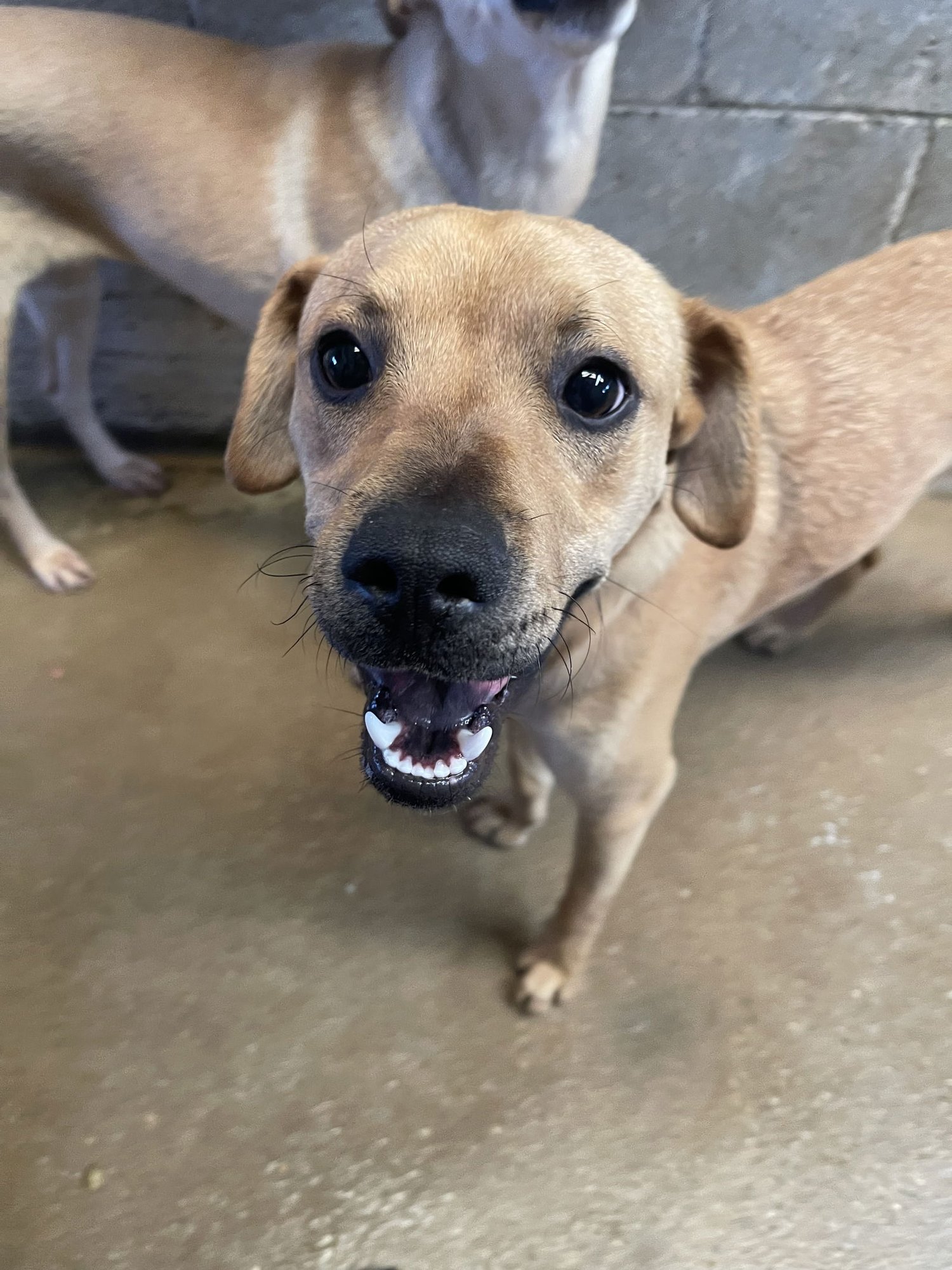 LUKE - Beagle available for adoption