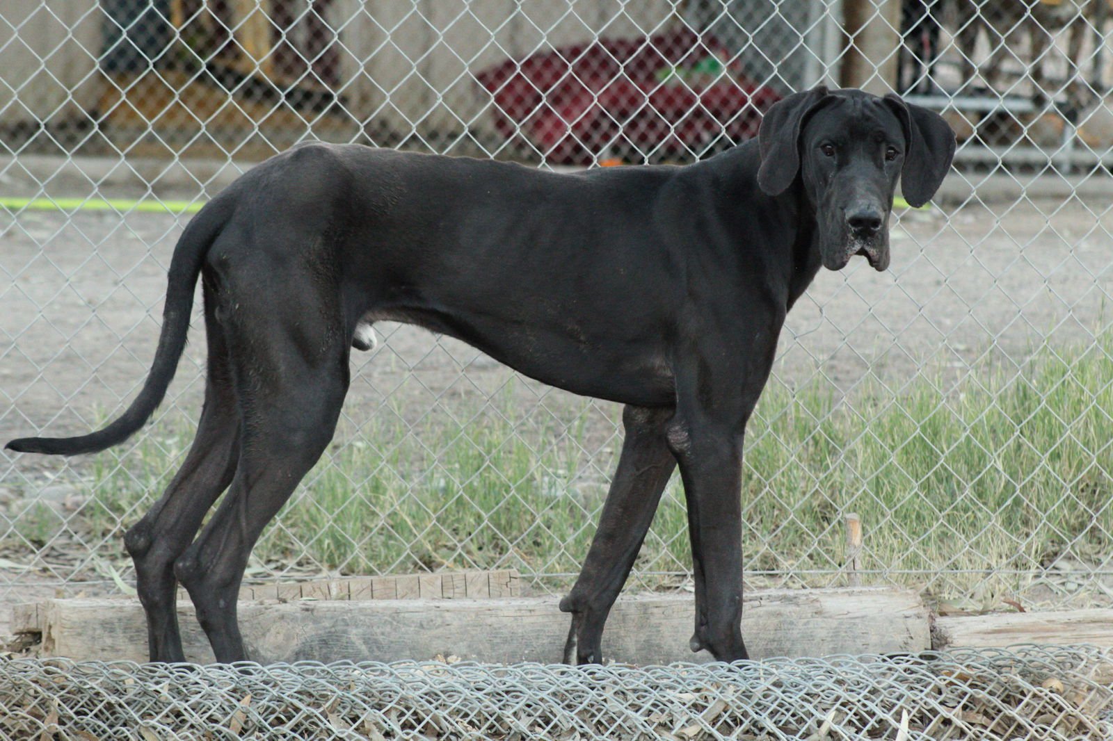 KING - Great Dane available for adoption