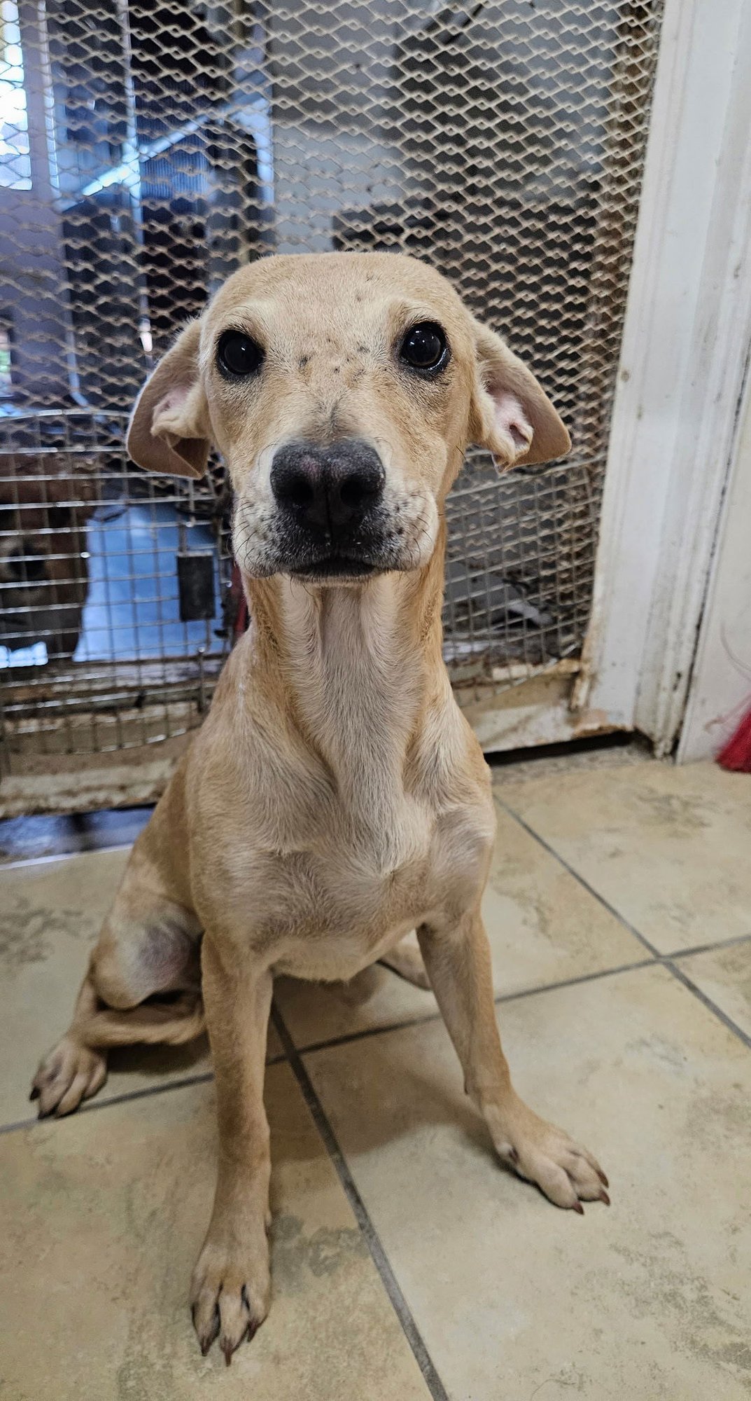 CHERRY - Labrador Retriever available for adoption