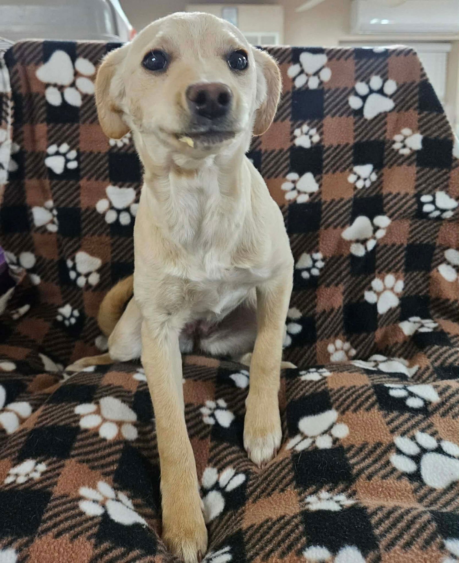 LUCY - Labrador Retriever / Terrier available for adoption