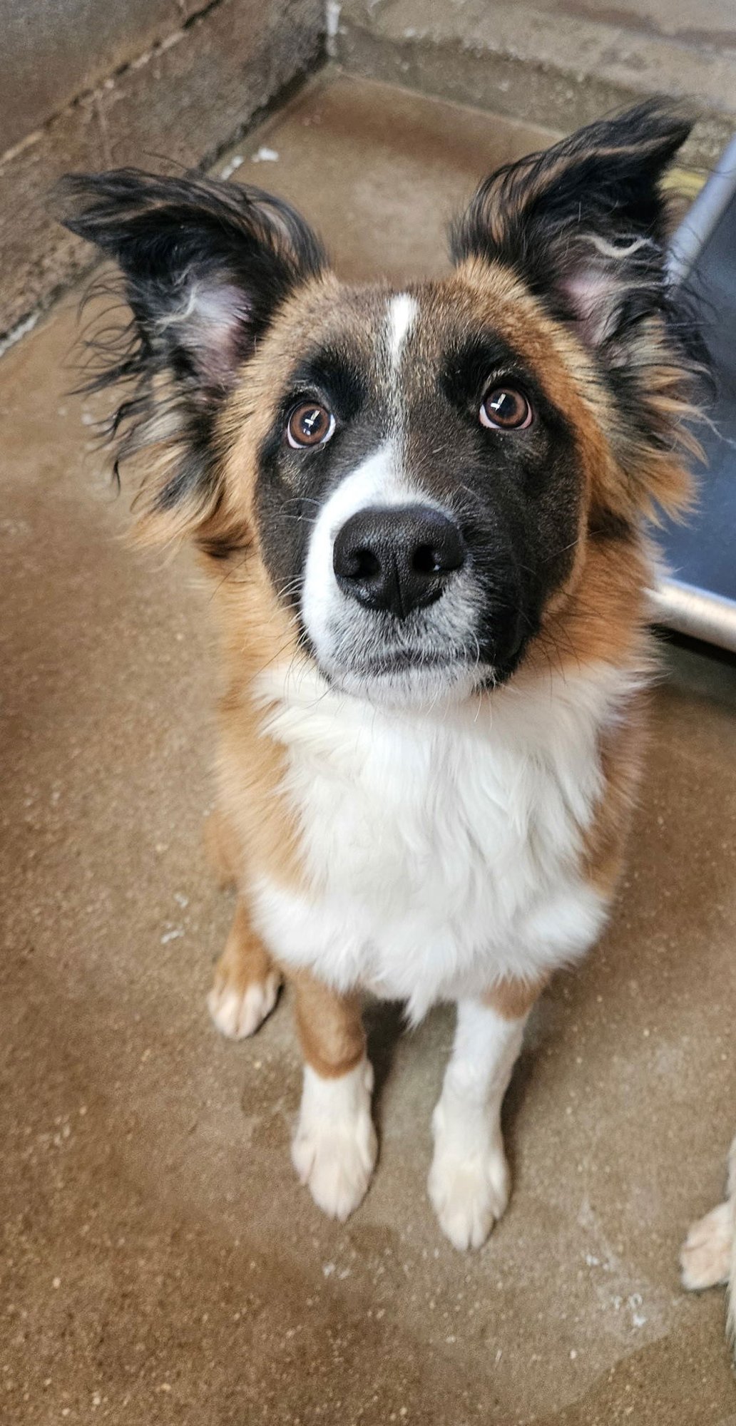 BAM - Border Collie / Shepherd available for adoption