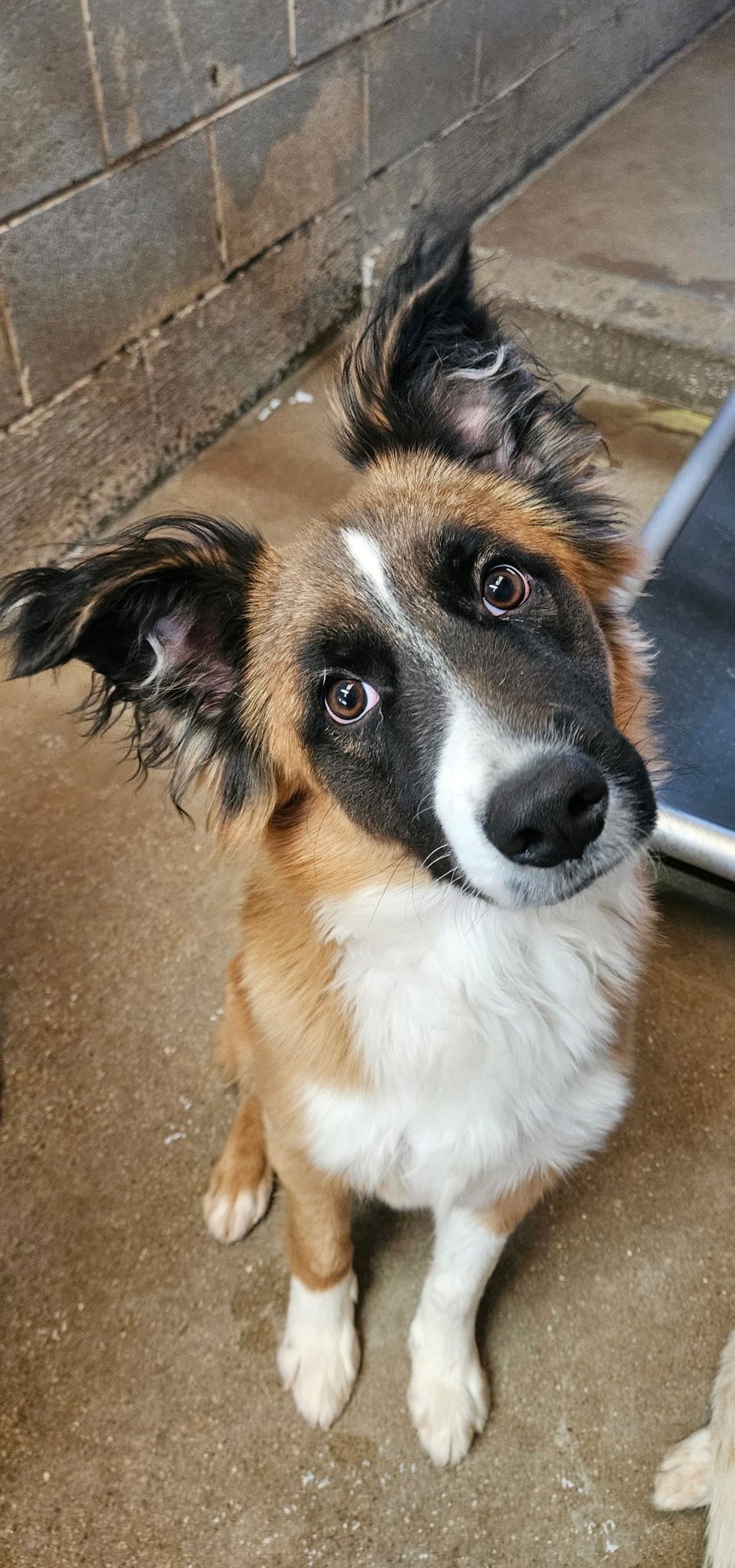 BAM - Border Collie / Shepherd available for adoption