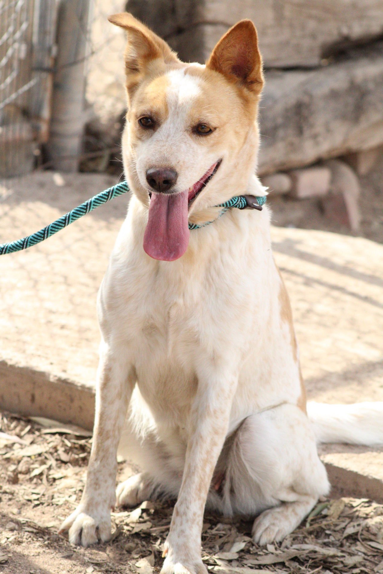 KATE - Queensland Heeler available for adoption