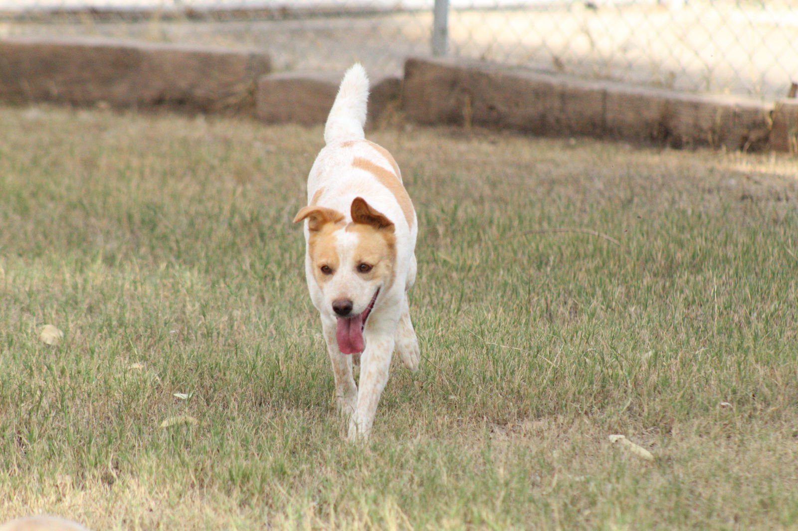 KATE - Queensland Heeler available for adoption