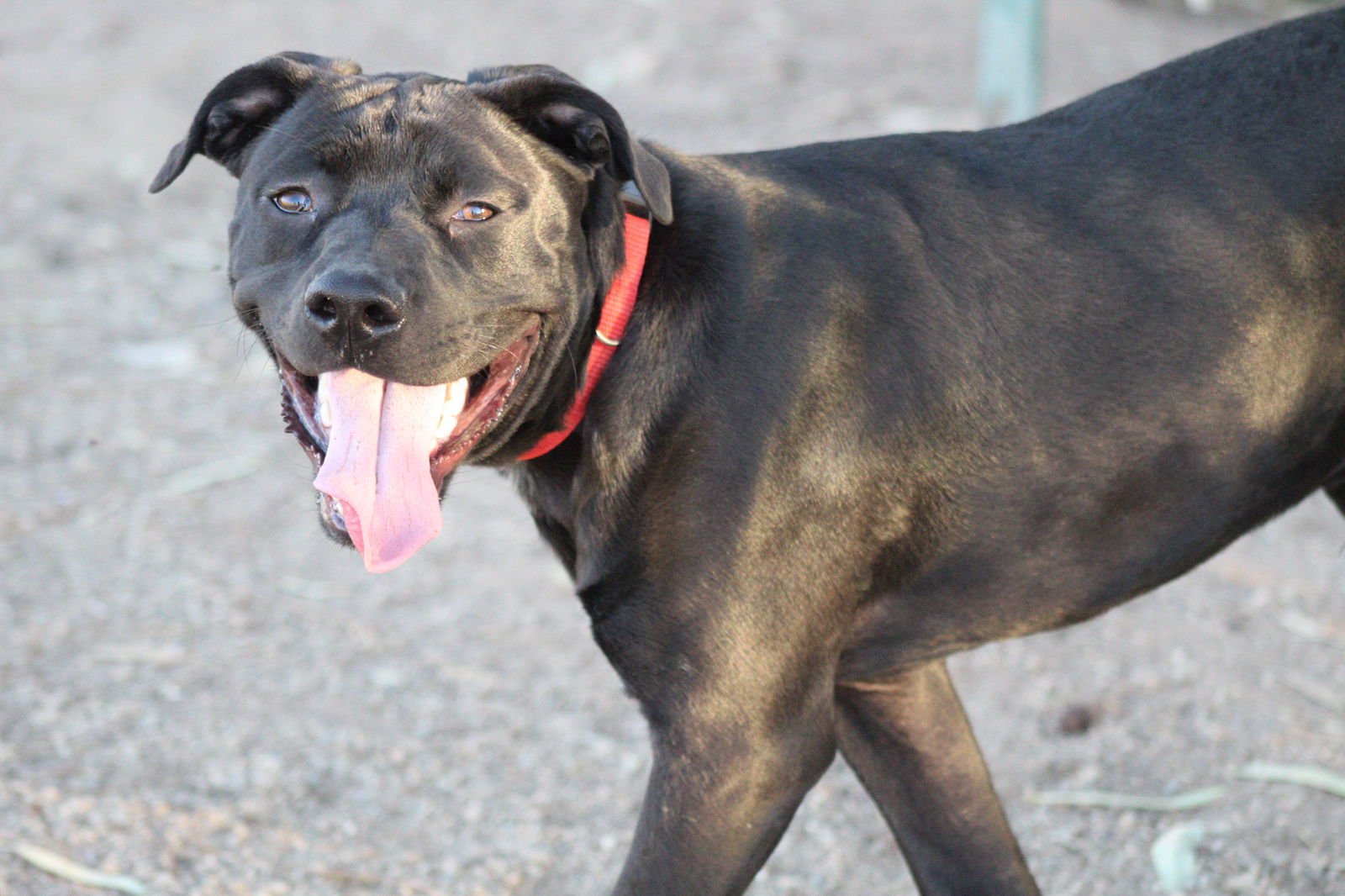 BATES - Staffordshire Bull Terrier available for adoption