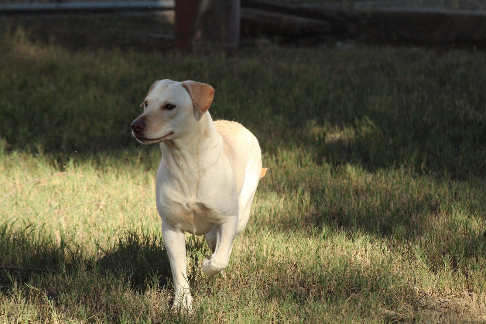 MRS.DINKLE - Labrador Retriever available for adoption