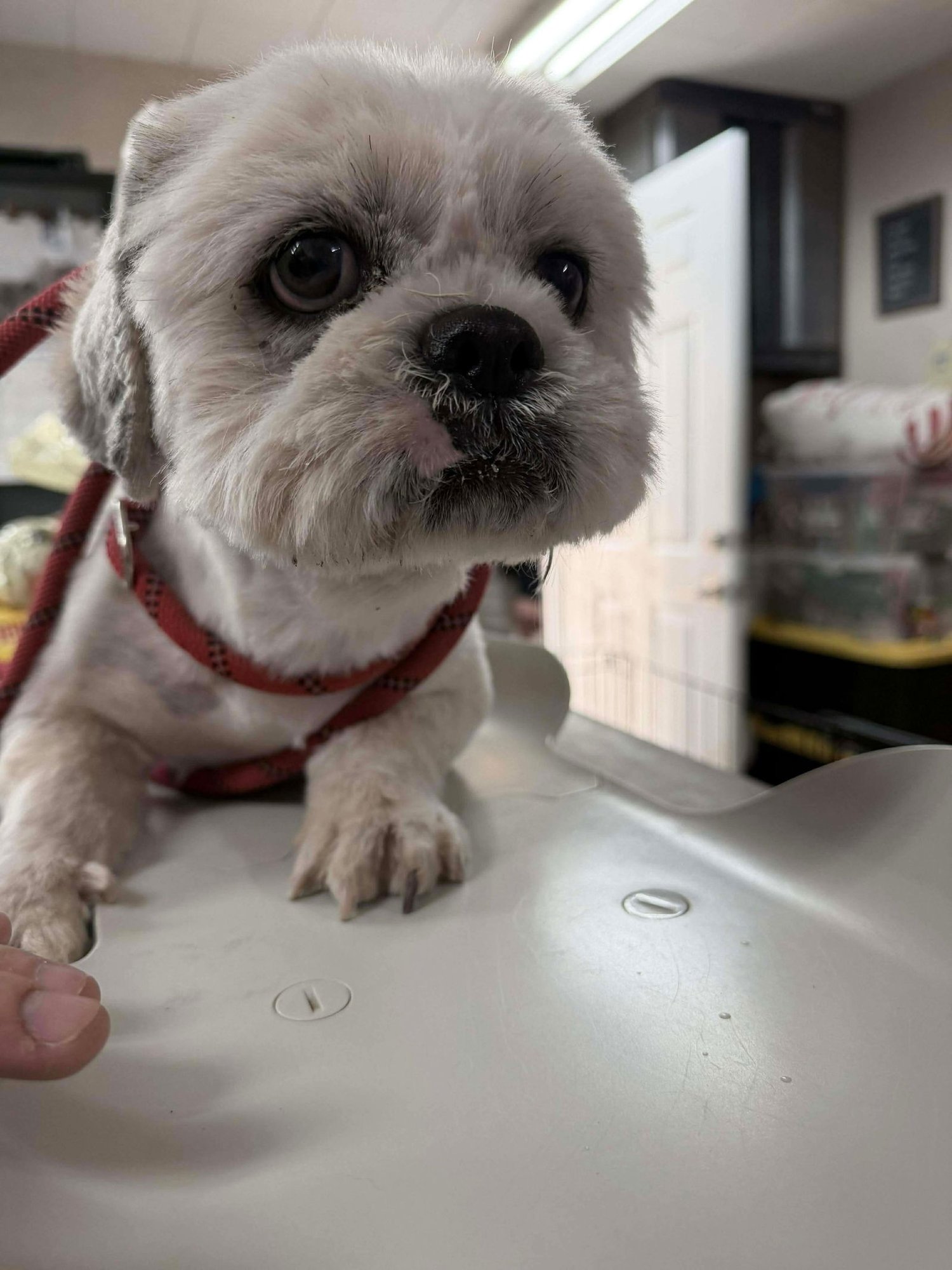 MARLON - Maltese / Shih Tzu available for adoption
