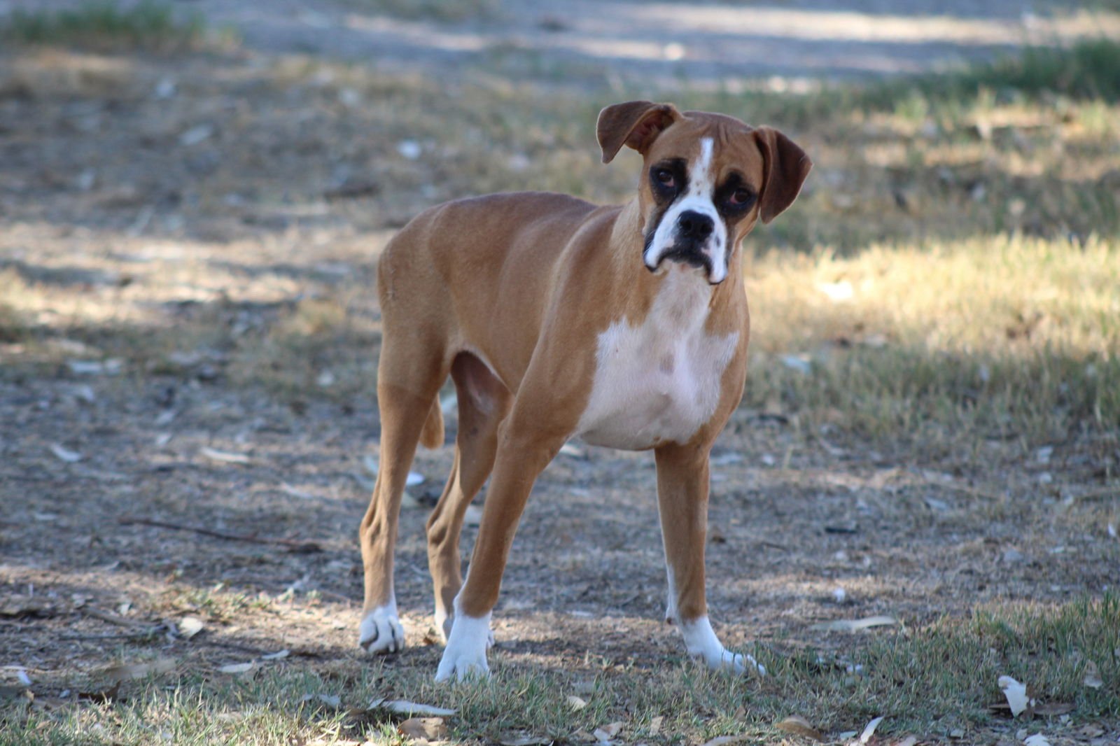 PEACH - Boxer available for adoption