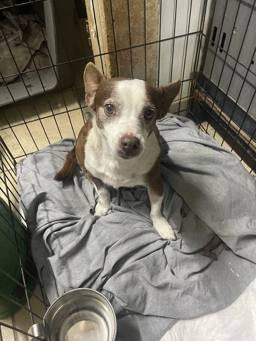 MAXWELL III - Chihuahua available for adoption