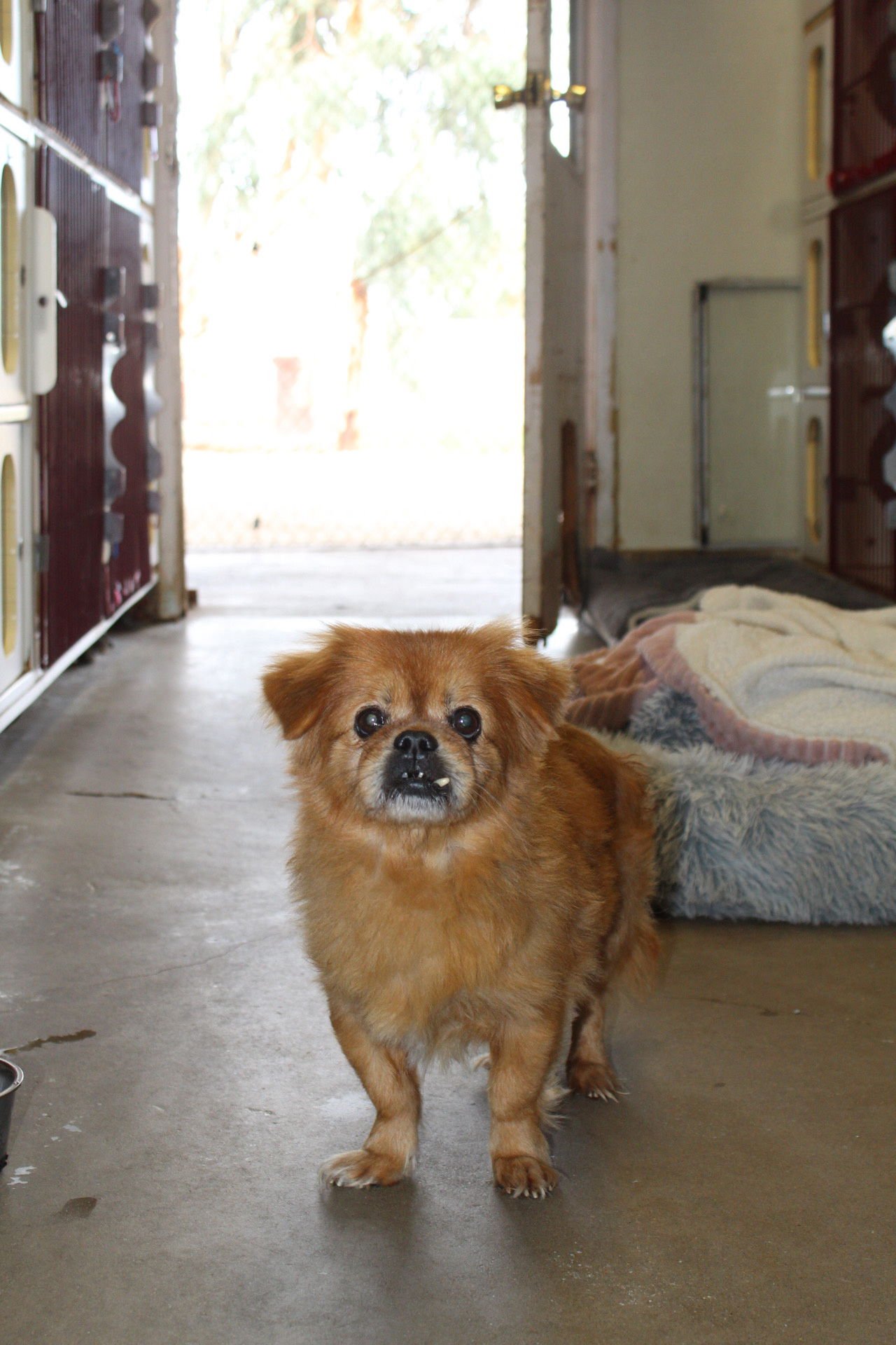HARVEY - Pekingese available for adoption