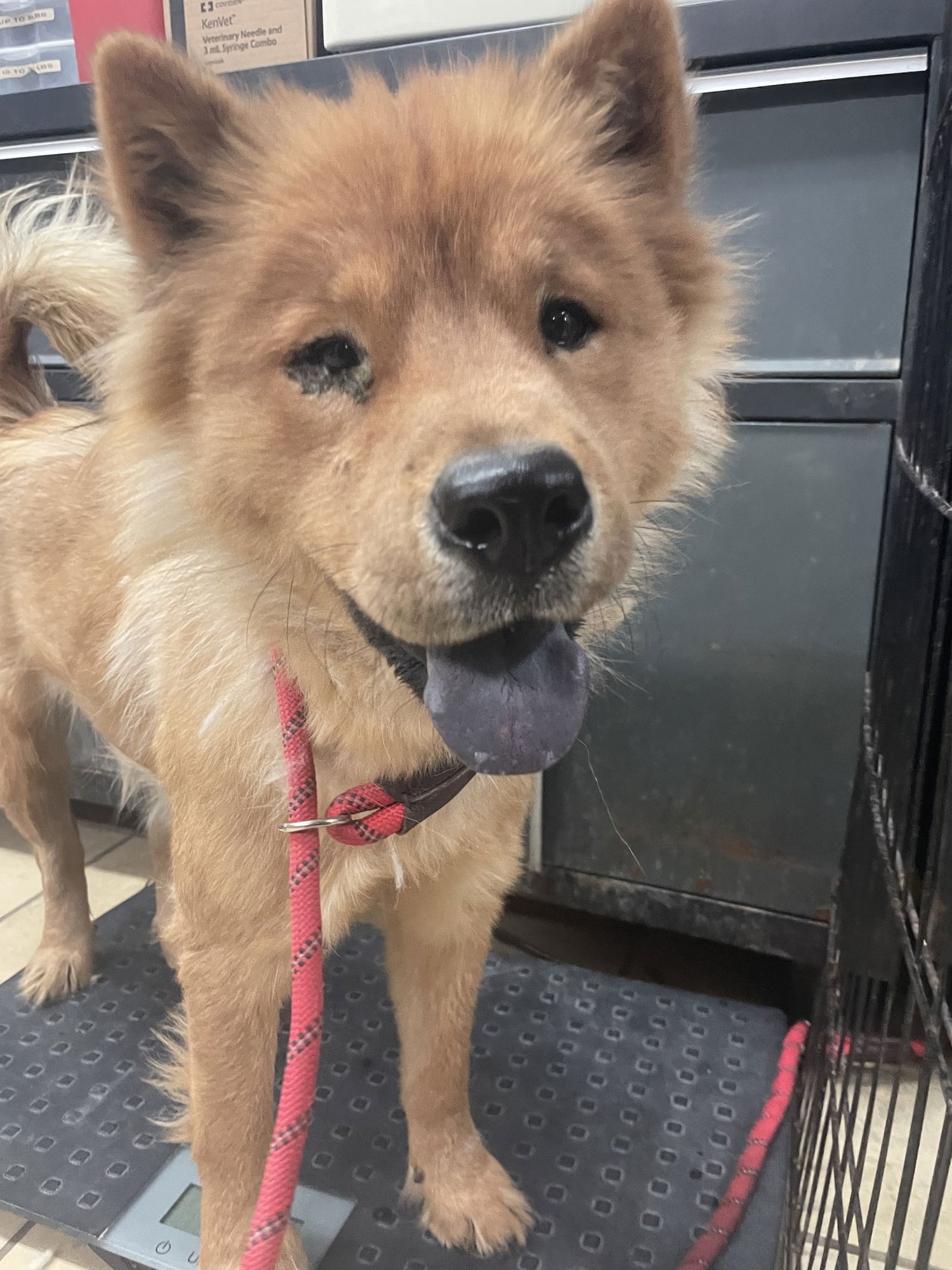 FLORENCE - Chow Chow available for adoption