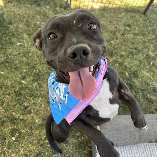 SUMMER - Pit Bull Terrier / Dachshund available for adoption