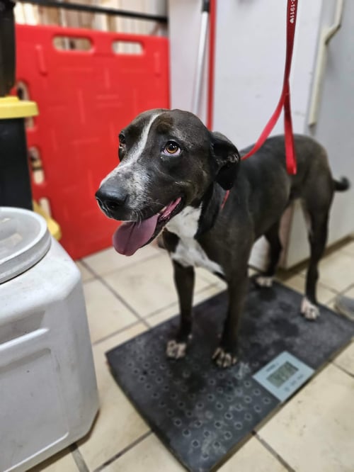 TOPANGA - Pit Bull Terrier / Shepherd available for adoption