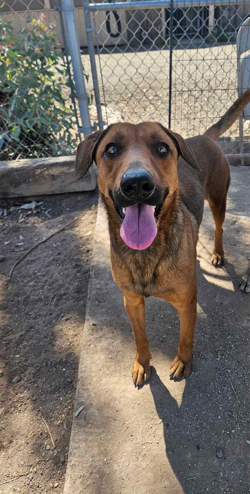 DONNER - Shepherd / Greyhound available for adoption